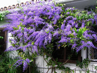 Purple Wreath (Petrea volubilis)