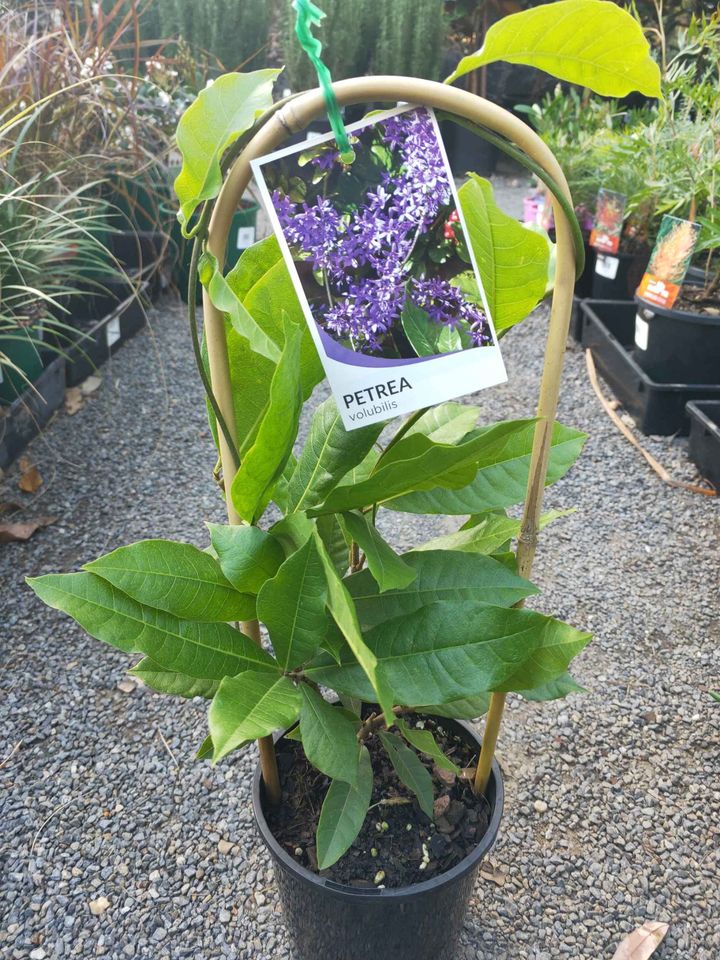 Purple Wreath climber