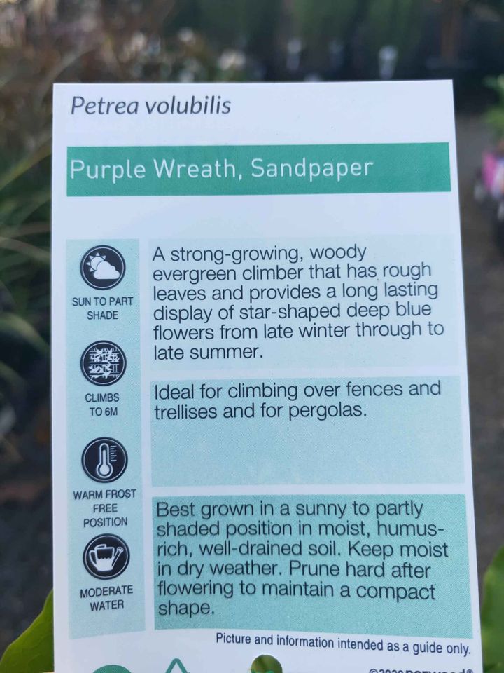 Purple Wreath (Petrea volubilis)