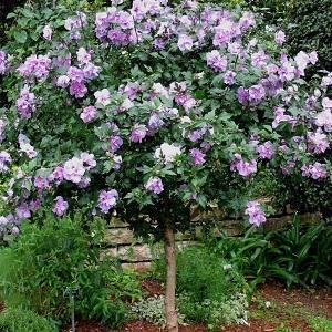 Rose of Sharon Double Plum (Hibiscus syriacus)
