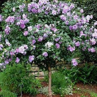 Rose of Sharon Double Plum (Hibiscus syriacus)