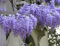 Chinese Wisteria Amethyst Purple (Wisteria sinensis)