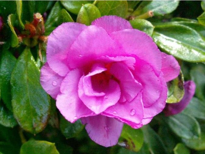 Azalea Rose Glitters - Ladybird Nursery