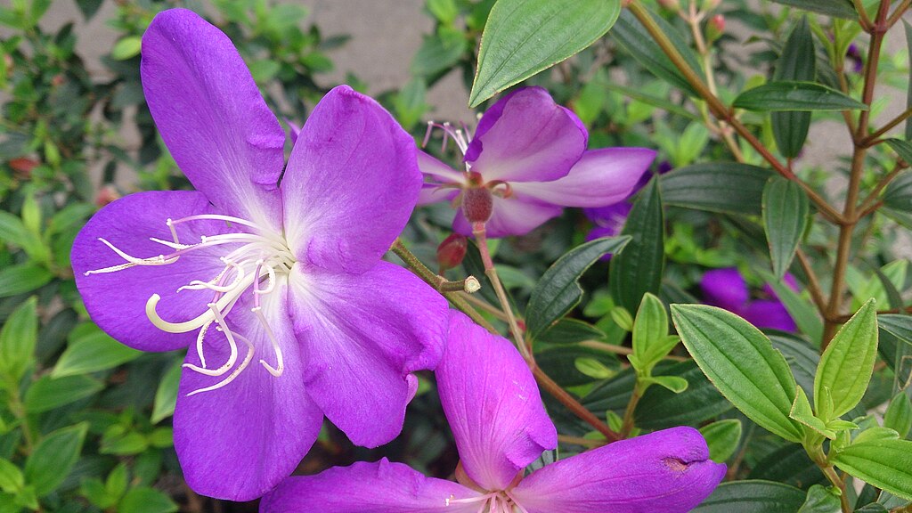 Tobouchina (Tibouchina granulosa)
