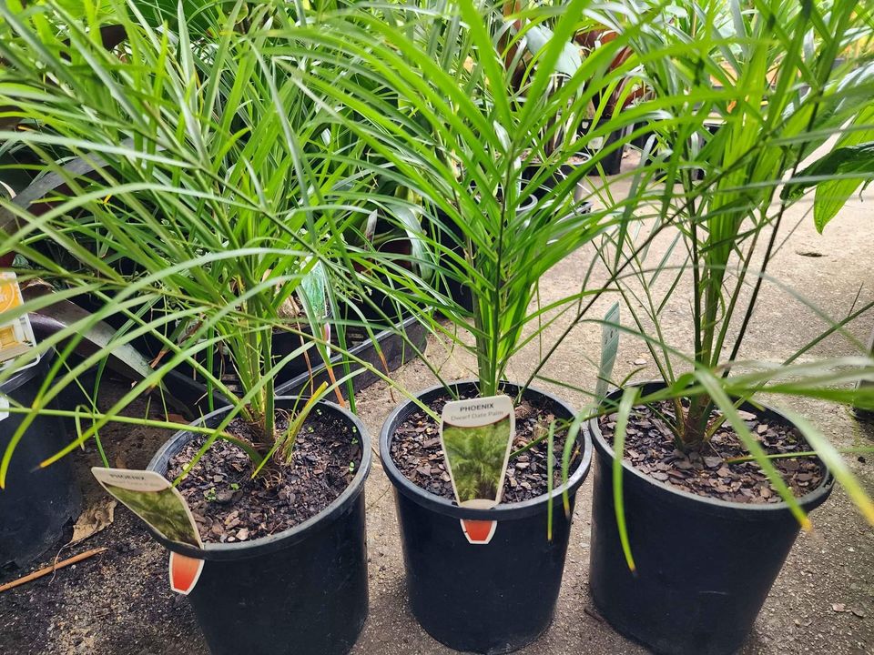 Pygmy Date Palm (Phoenix roebelenii) - Ladybird Nursery
