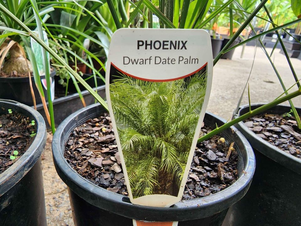 Pygmy Date Palm (Phoenix roebelenii) - Ladybird Nursery