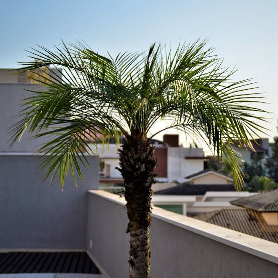 Pygmy Date Palm (Phoenix roebelenii) - Advanced (PICKUP ONLY) - Ladybird Nursery
