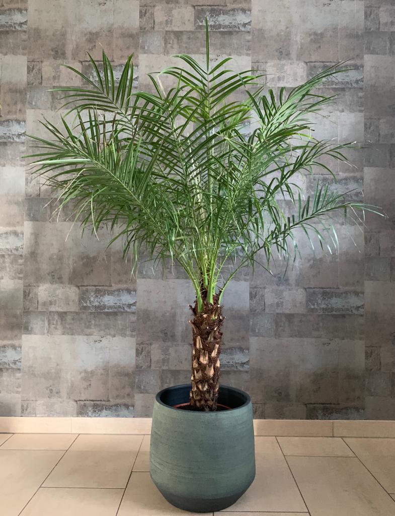 Pygmy Date Palm (Phoenix roebelenii) - Advanced (PICKUP ONLY) - Ladybird Nursery