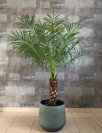 Pygmy Date Palm (Phoenix roebelenii) - Advanced (PICKUP ONLY) - Ladybird Nursery