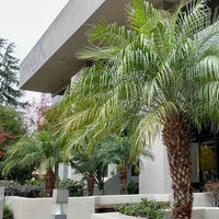 Pygmy Date Palm (Phoenix roebelenii) - Advanced (PICKUP ONLY) - Ladybird Nursery