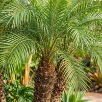 Pygmy Date Palm (Phoenix roebelenii) - Advanced (PICKUP ONLY) - Ladybird Nursery