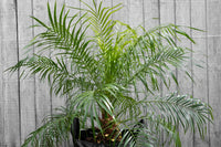 Pygmy Date Palm (Phoenix roebelenii) - Advanced (PICKUP ONLY) - Ladybird Nursery