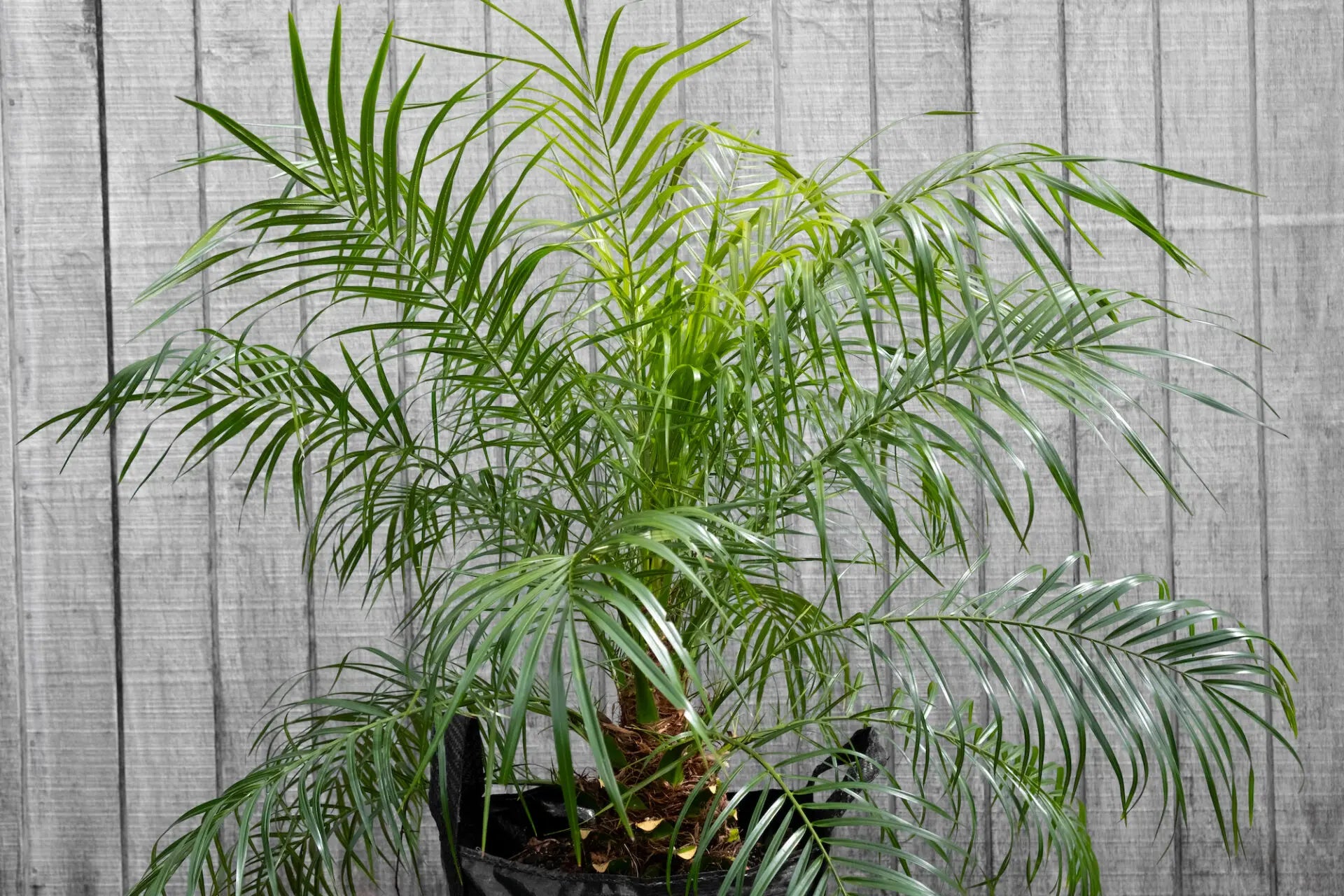 Pygmy Date Palm (Phoenix roebelenii) - Advanced (PICKUP ONLY) - Ladybird Nursery