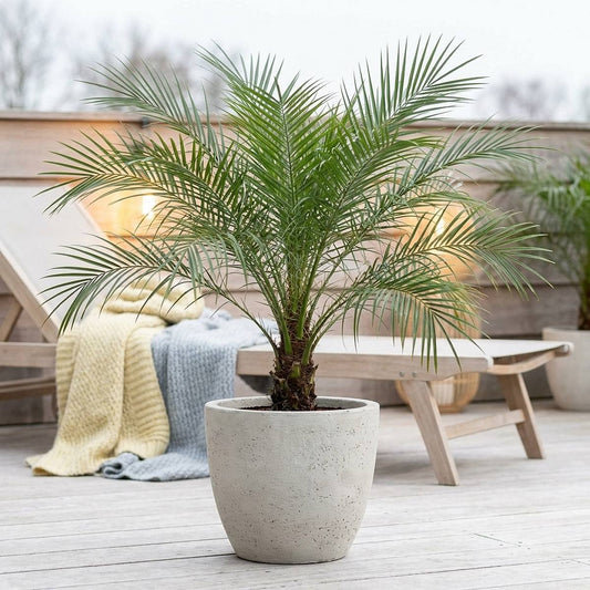 Pygmy Date Palm (Phoenix roebelenii) - Advanced (PICKUP ONLY) - Ladybird Nursery