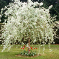 Weeping Pear pendula (Pyrus salicifolia)