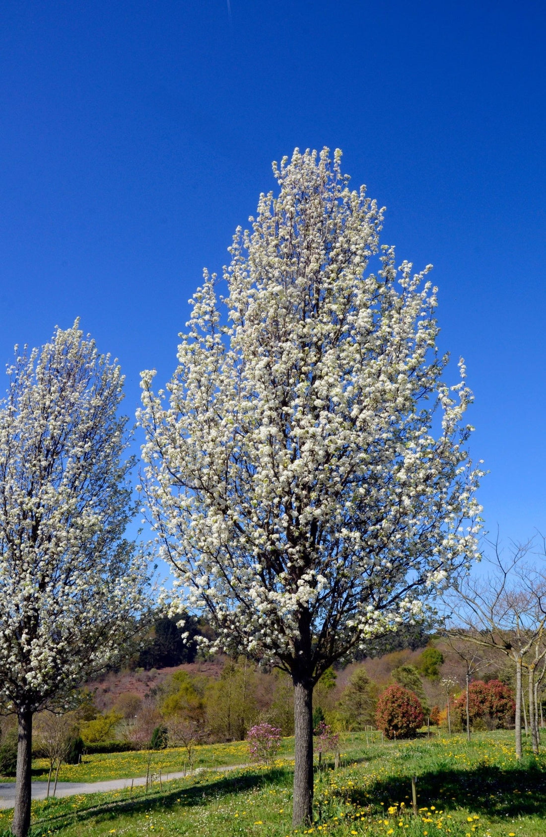 Ornamental Pear 'Bradford' (Pyrus calleryana) - Ladybird Nursery