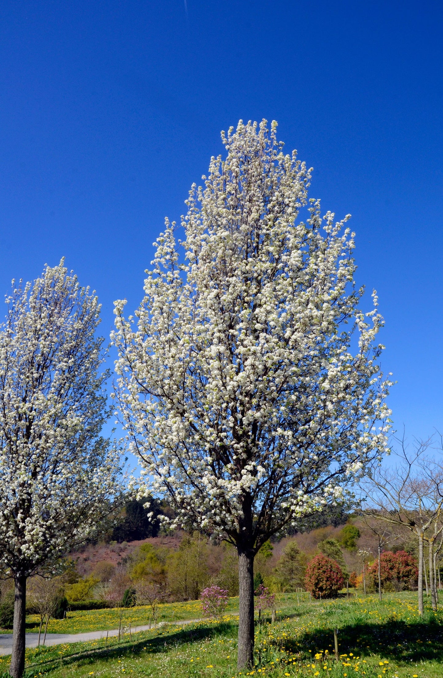 Ornamental Pear 'Bradford' (Pyrus calleryana)