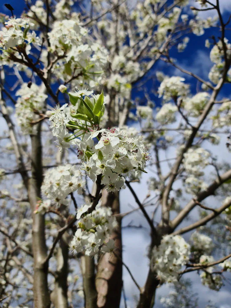 Ornamental Pear 'Bradford' (Pyrus calleryana)