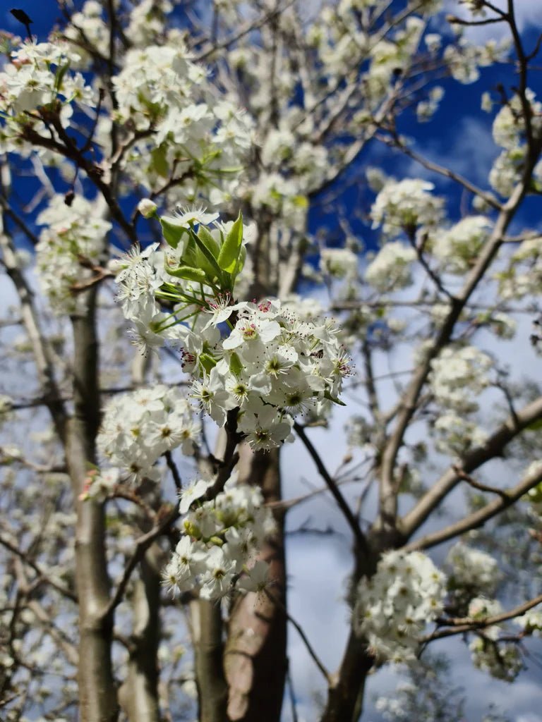 Ornamental Pear 'Bradford' (Pyrus calleryana) - Ladybird Nursery