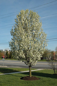 Ornamental Pear 'Bradford' (Pyrus calleryana) - Ladybird Nursery