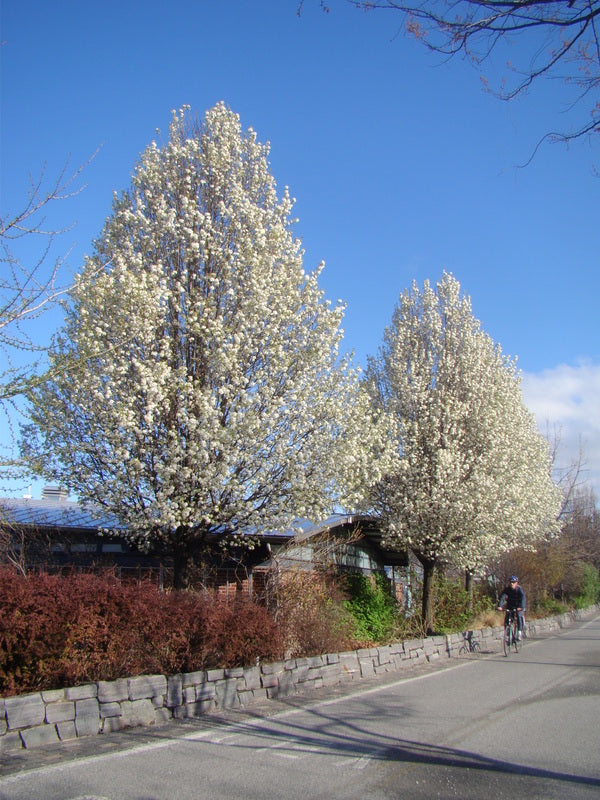 Ornamental Pear 'Bradford' (Pyrus calleryana)