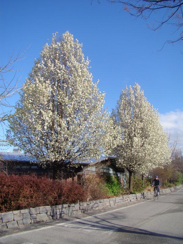 Ornamental Pear 'Bradford' (Pyrus calleryana) - Ladybird Nursery