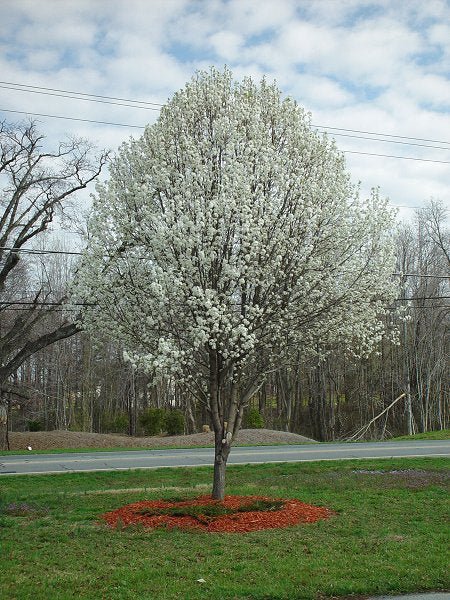 Ornamental Pear 'Bradford' (Pyrus calleryana) - Ladybird Nursery