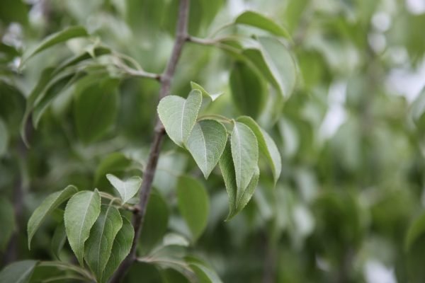 Snow Pear (Pyrus nivalis) - Ladybird Nursery