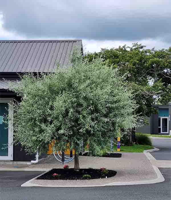 Weeping Pear pendula (Pyrus salicifolia)