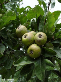 Snow Pear (Pyrus nivalis)
