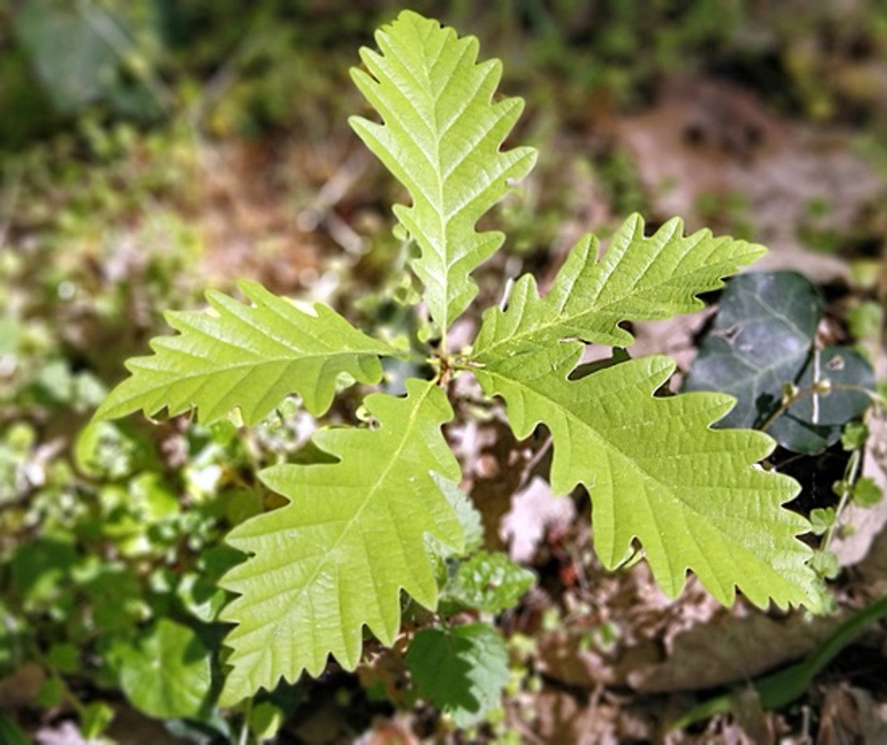 Portuguese Oak (Quercus lusitanica)