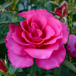 Rose Queen Adelaide 2 ft Standards (Rosa)