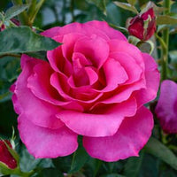 Rose Queen Adelaide 2 ft Standards (Rosa) - Ladybird Nursery