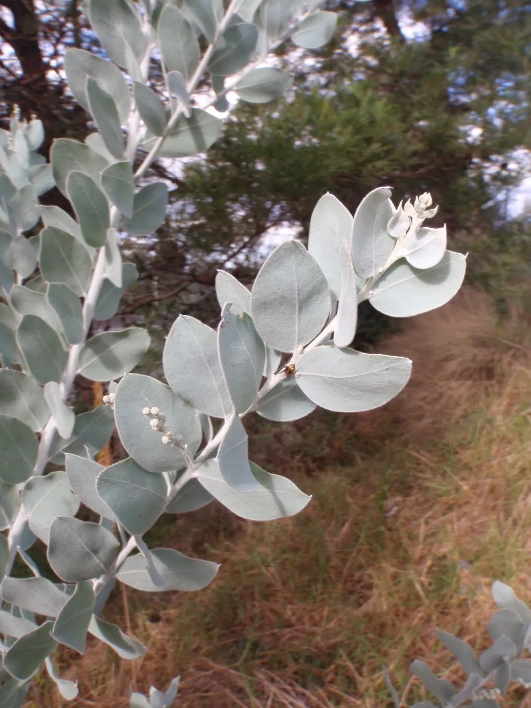 Queensland Silver Wattle (Acacia podalyriifolia) - Ladybird Nursery