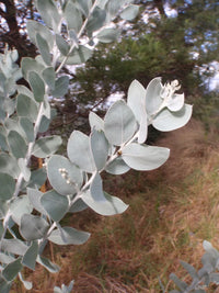 Queensland Silver Wattle (Acacia podalyriifolia)