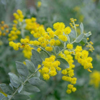 Queensland Silver Wattle (Acacia podalyriifolia) - Large - Ladybird Nursery