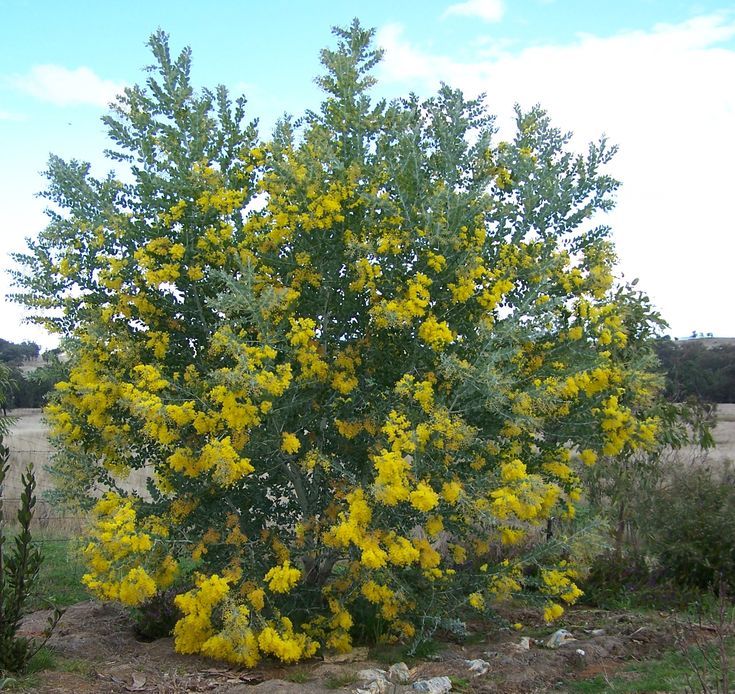 Queensland Silver Wattle (Acacia podalyriifolia) - Large - Ladybird Nursery