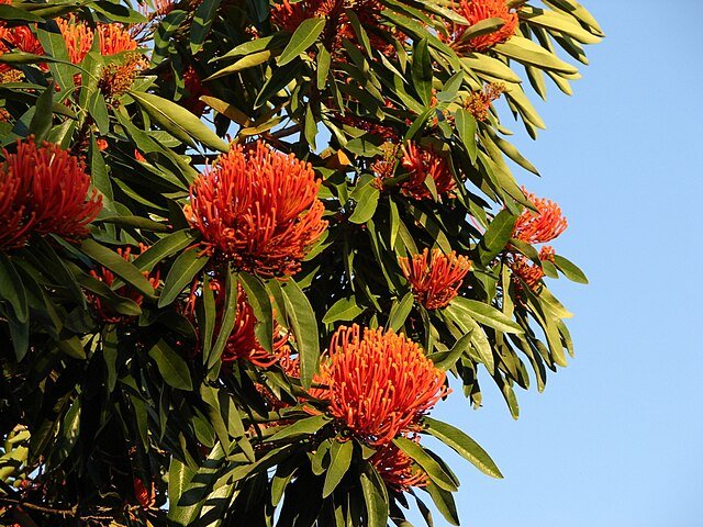 Queensland Tree Waratah (Alloxylon flammeum) - Ladybird Nursery