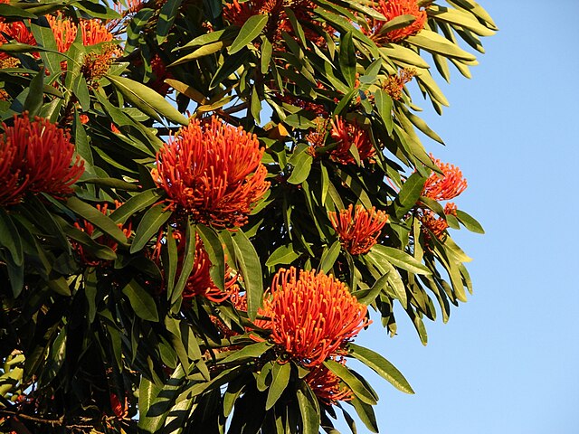 Tree Waratah (Alloxylon flammeum)