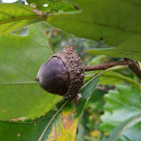 Swamp White Oak (Quercus bicolour) - Ladybird Nursery
