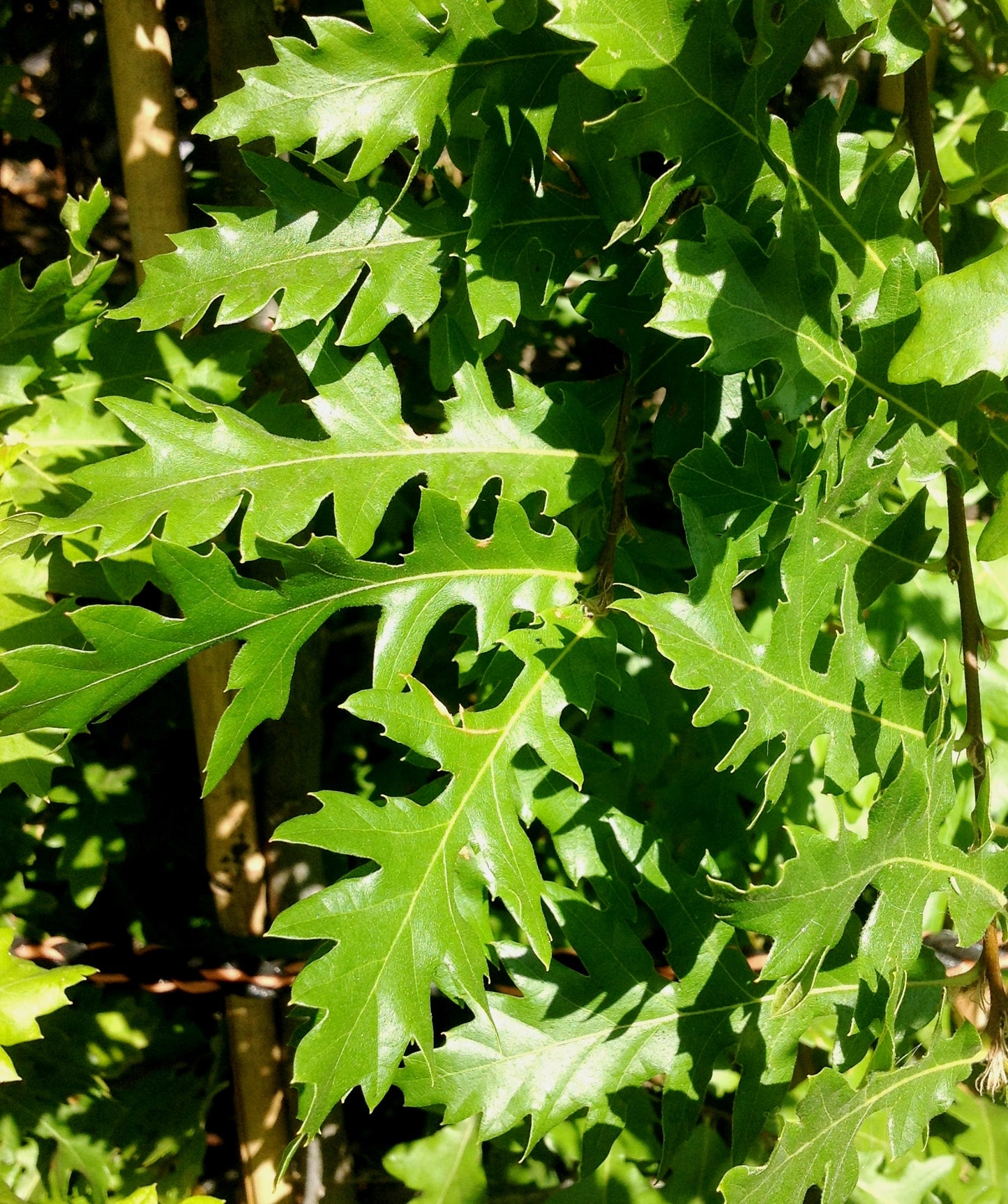 Chestnut Leafed Oak (Quercus castaneifolia)