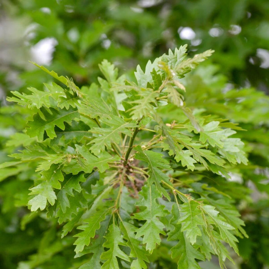 Turkey Oak (Quercus cerris) - Ladybird Nursery