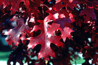 Scarlet Oak (Quercus coccinea)