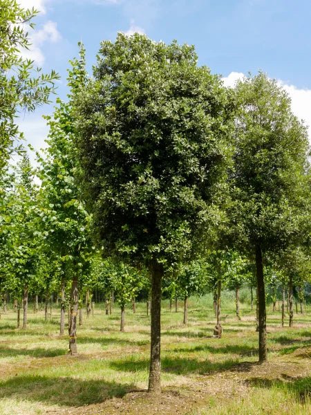 Holly Oak (Quercus ilex) - Ladybird Nursery