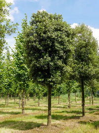 Holly Oak (Quercus ilex) - Ladybird Nursery