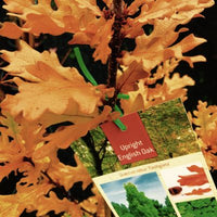 Upright English Oak Fastigiata (Quercus robur) - Ladybird Nursery