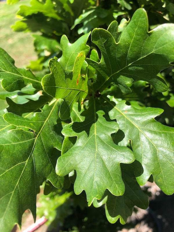 Upright English Oak Fastigiata (Quercus robur)