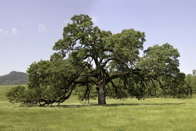 Valley Oak (Quercus lobata) - Ladybird Nursery