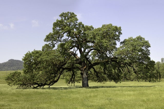Valley Oak (Quercus lobata)