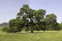 Valley Oak (Quercus lobata)